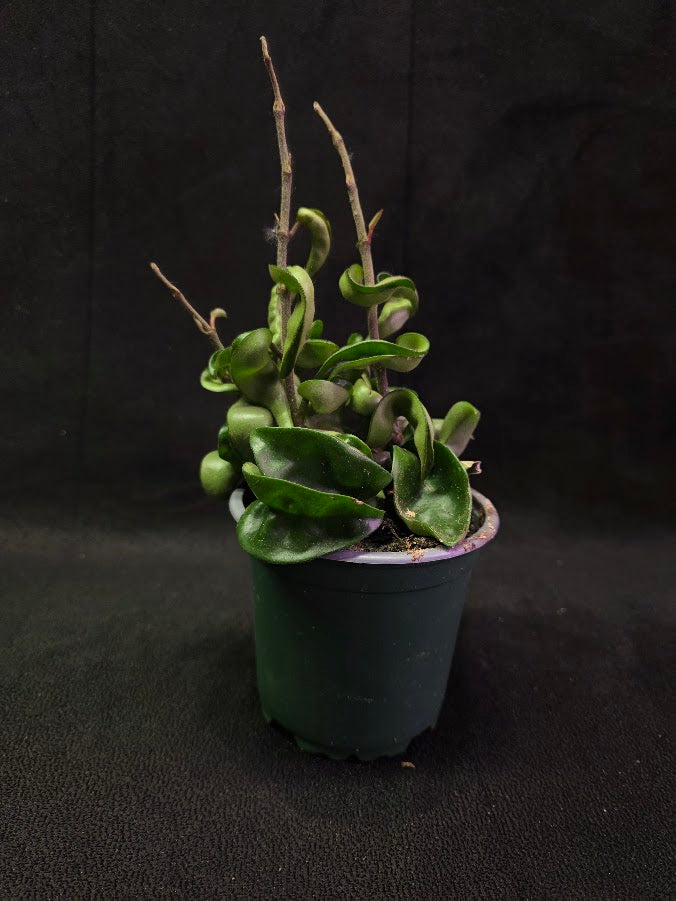 Hoya Compacta #01