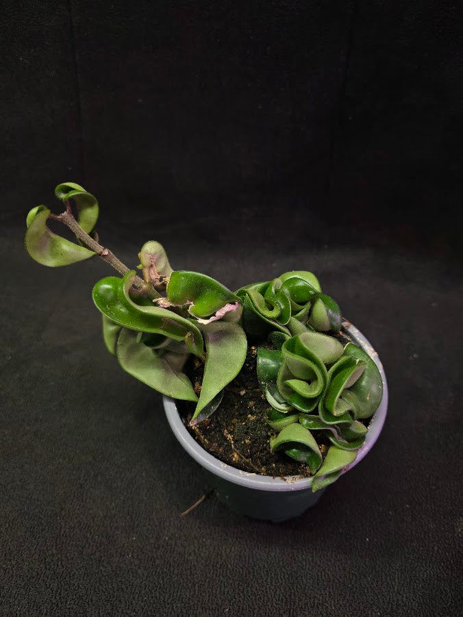 Hoya Compacta #02