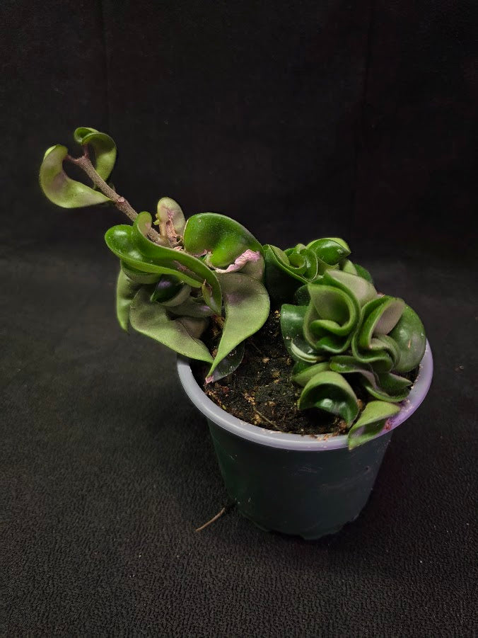 Hoya Compacta #02