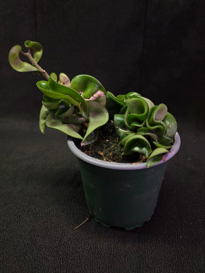 Hoya Compacta #02