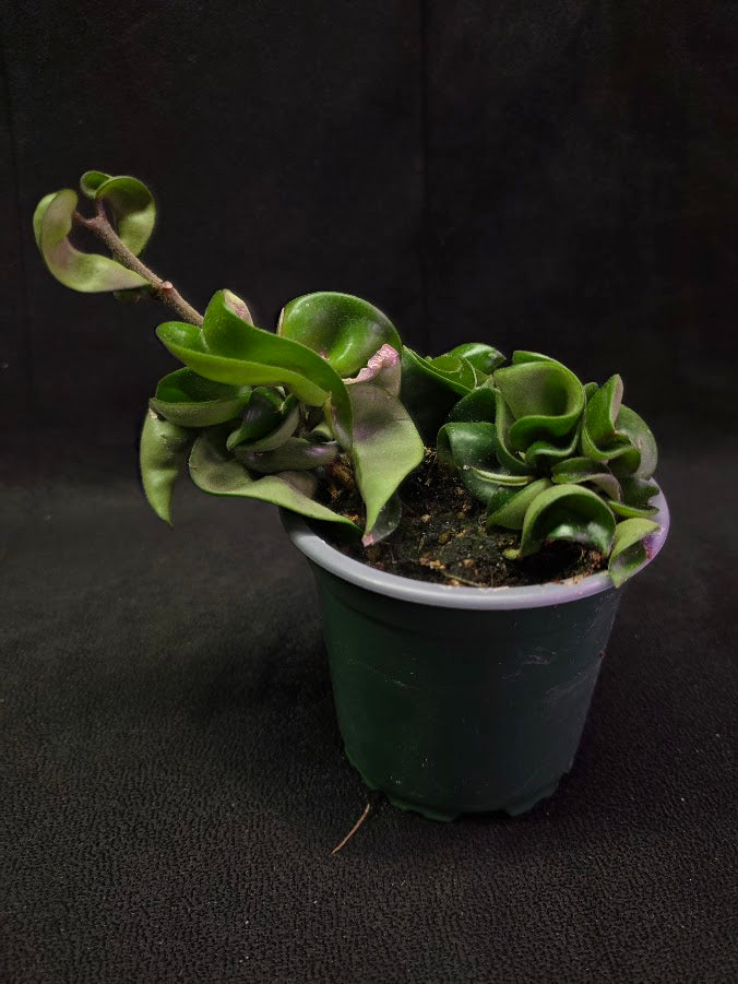 Hoya Compacta #02