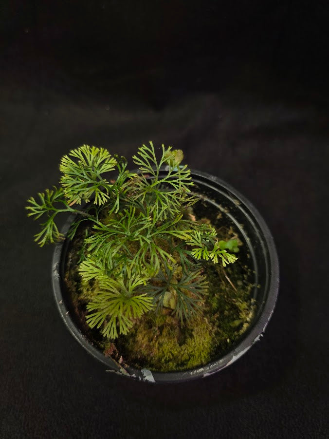 Elaphoglossum Peltatum #01