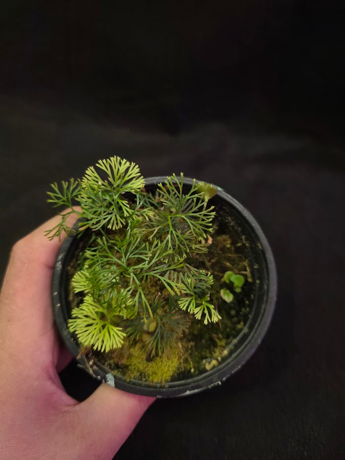 Elaphoglossum Peltatum #01