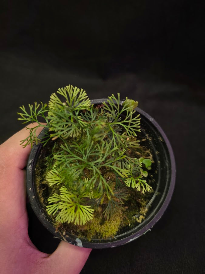 Elaphoglossum Peltatum #01
