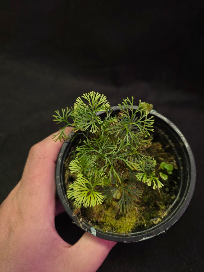 Elaphoglossum Peltatum #01