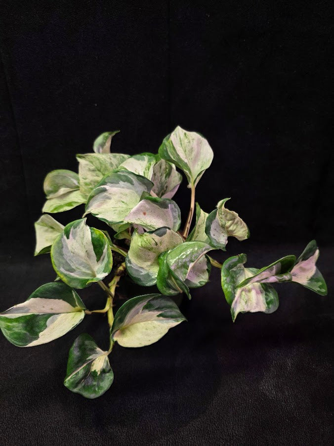 Manjula Pothos #02