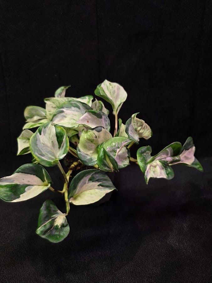 Manjula Pothos #02