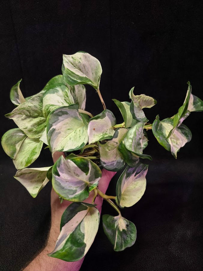 Manjula Pothos #02