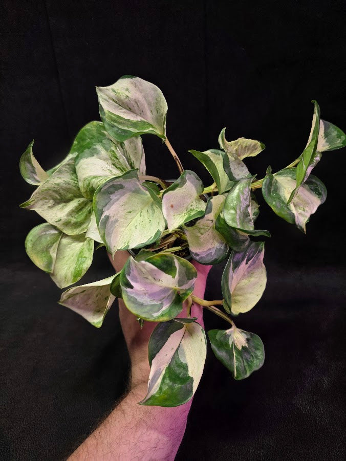 Manjula Pothos #02