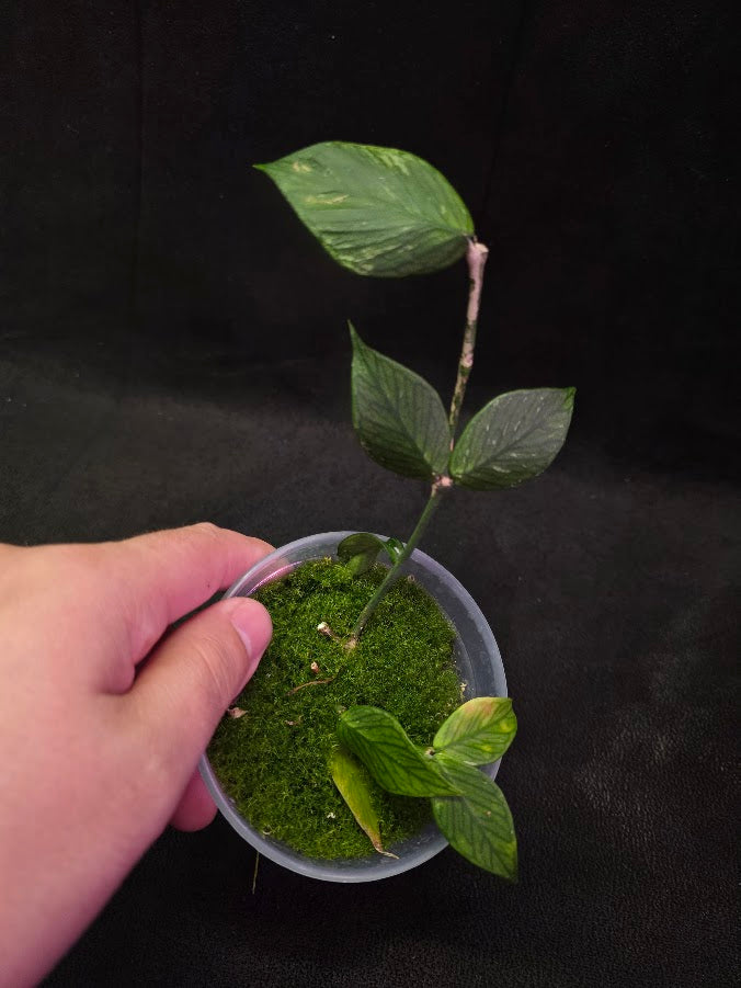 Hoya Polyneura Fish Tail #01