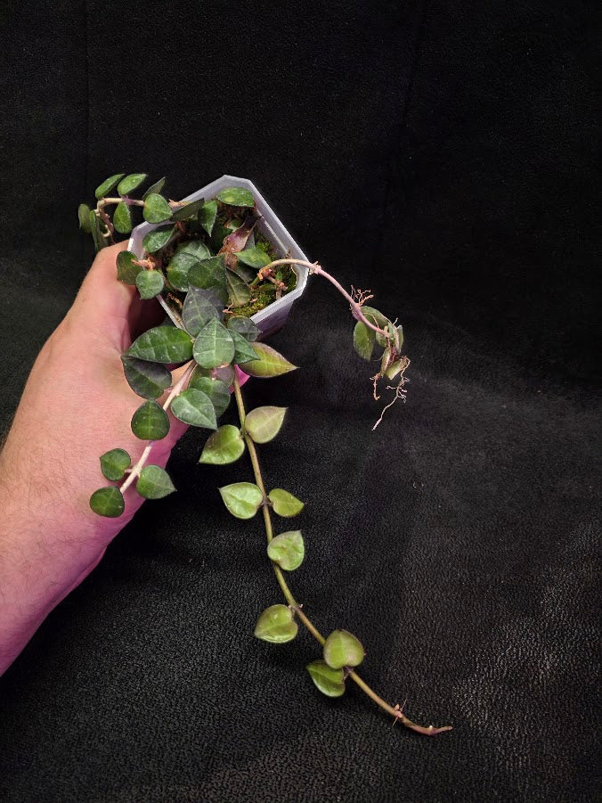 Hoya Lacunosa #01