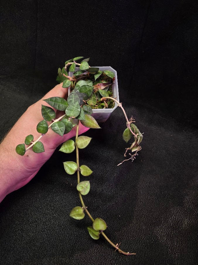 Hoya Lacunosa #01
