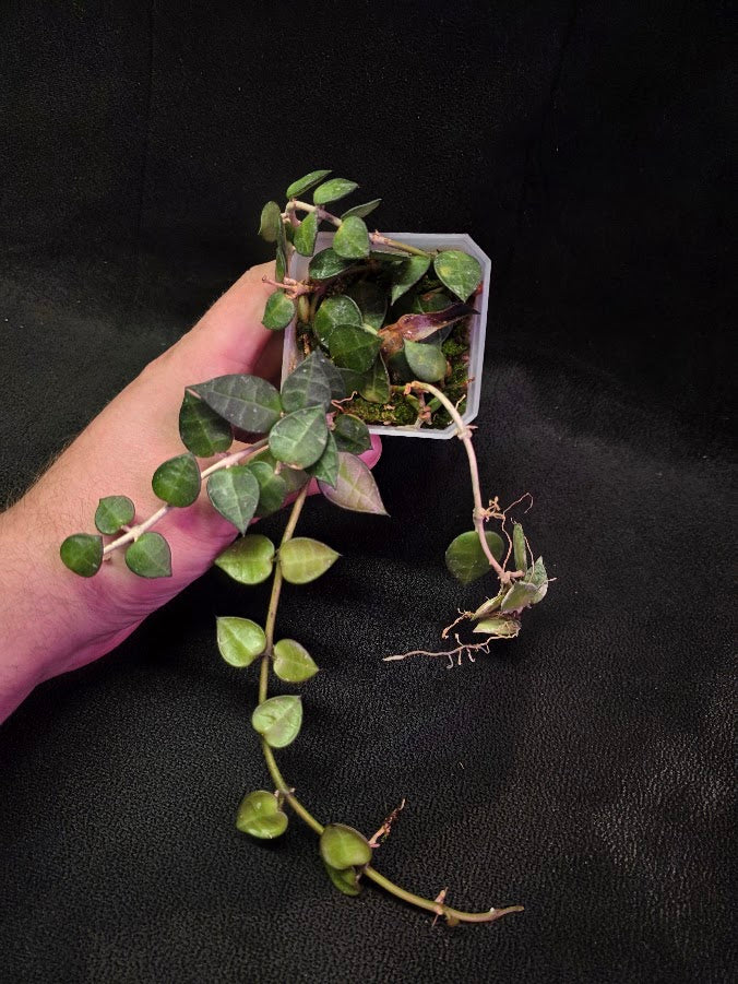 Hoya Lacunosa #01