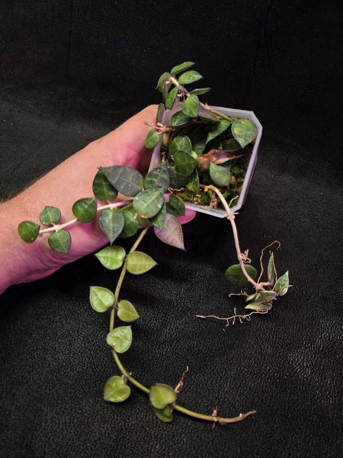 Hoya Lacunosa #01