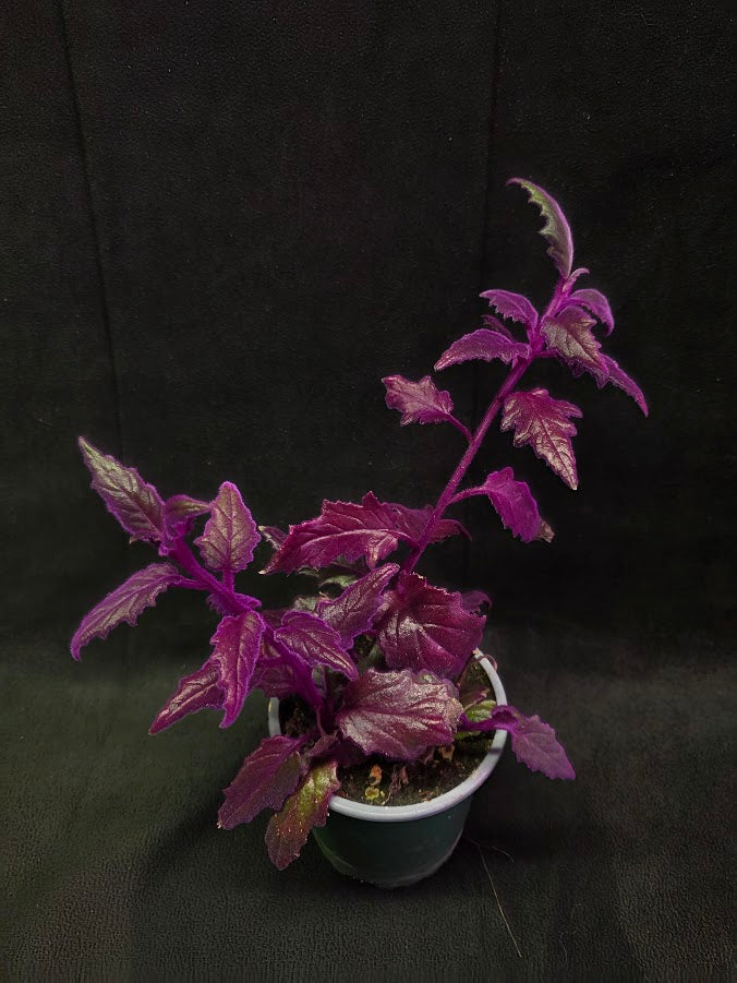 Purple Passion #01