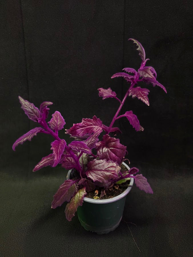 Purple Passion #01