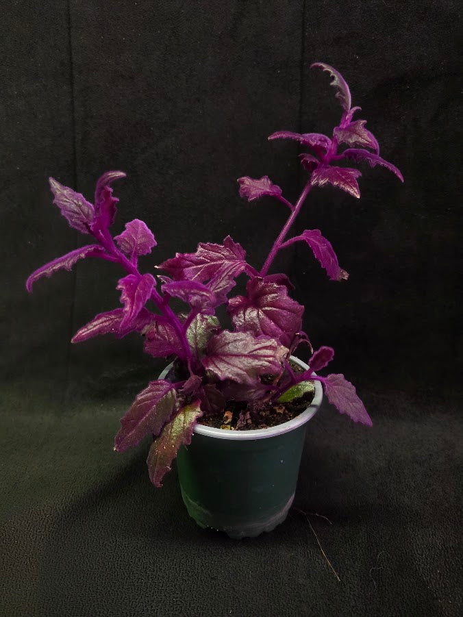 Purple Passion #01