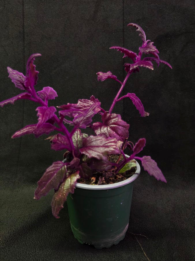Purple Passion #01