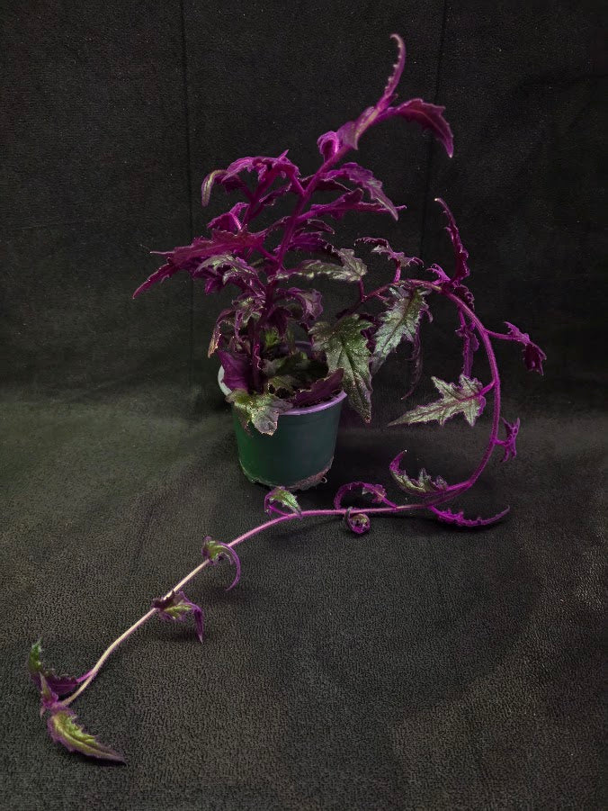 Purple Passion #02