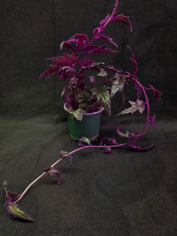 Purple Passion #02