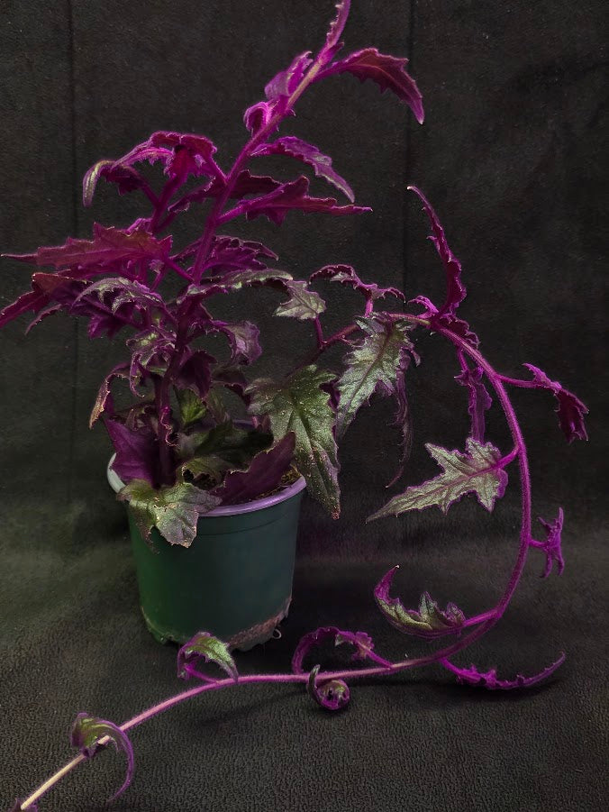 Purple Passion #02