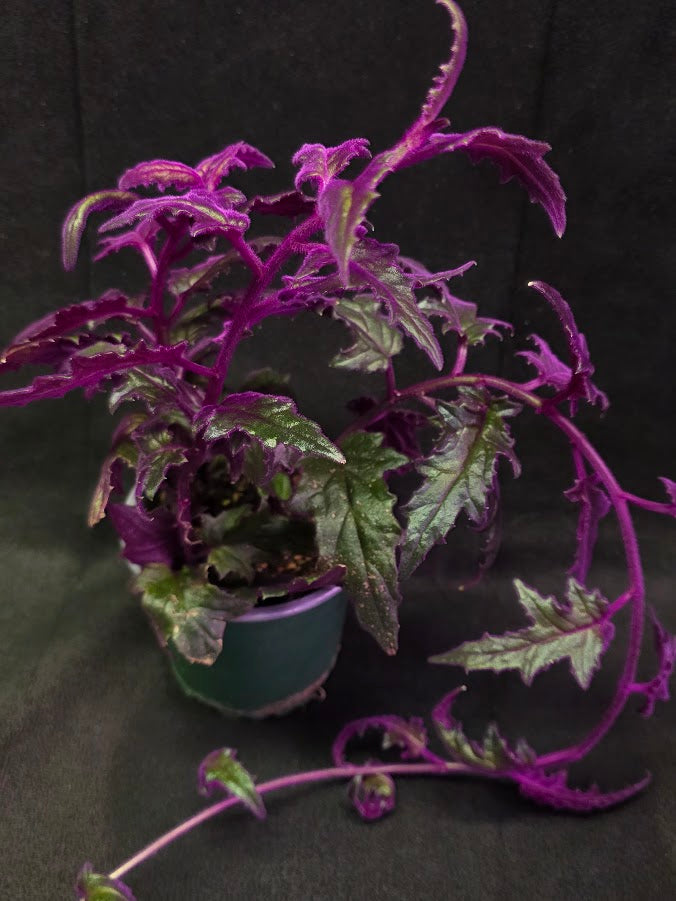 Purple Passion #02