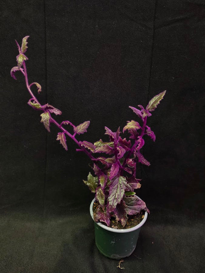 Purple Passion #03