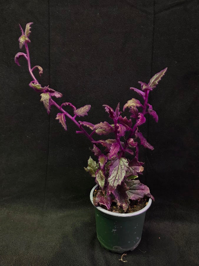 Purple Passion #03