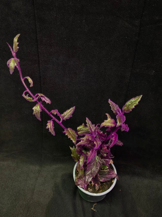 Purple Passion #03