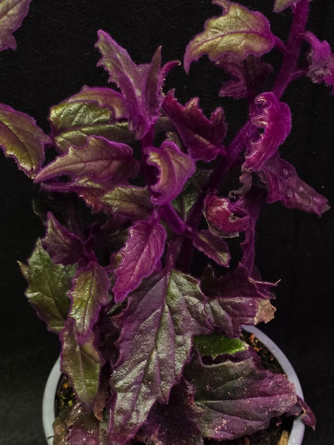 Purple Passion #03