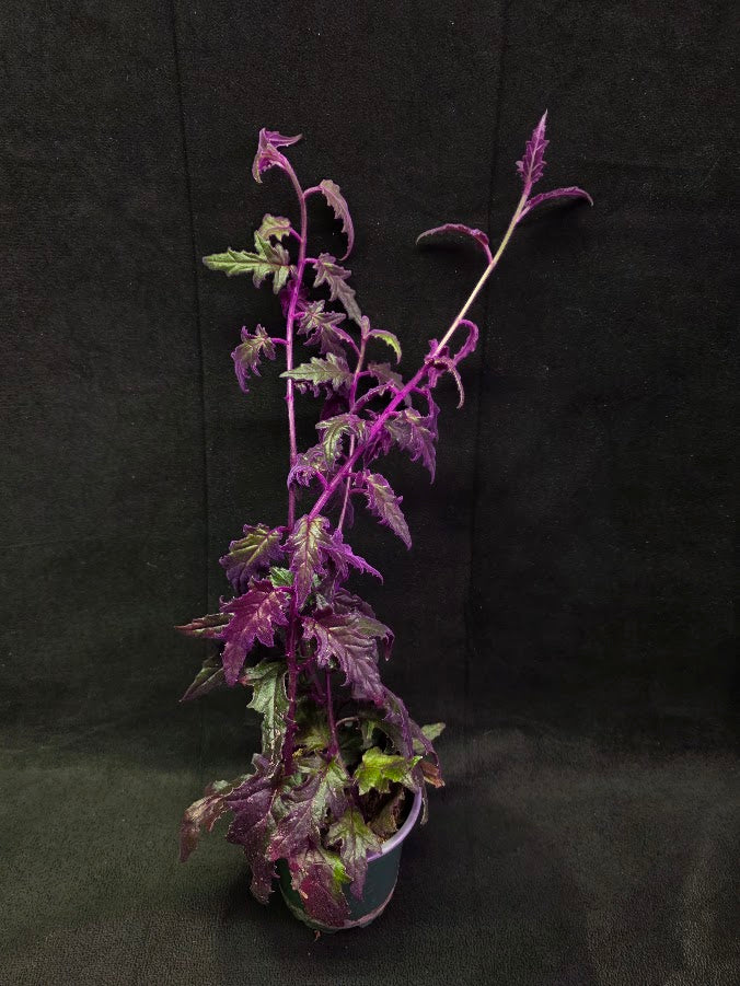 Purple Passion #04