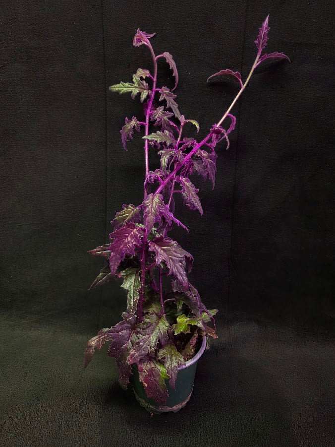 Purple Passion #04