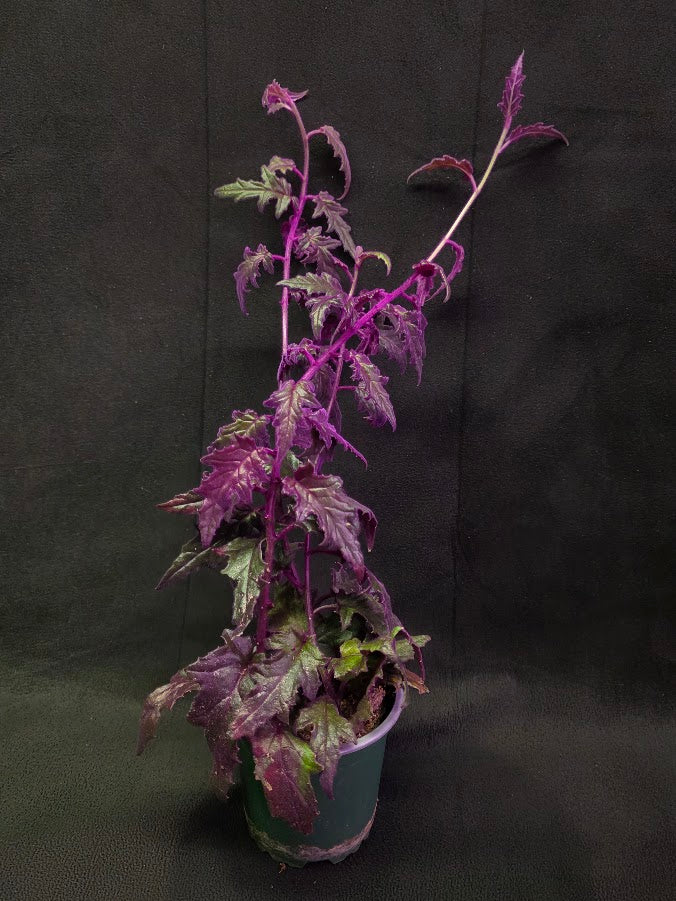 Purple Passion #04