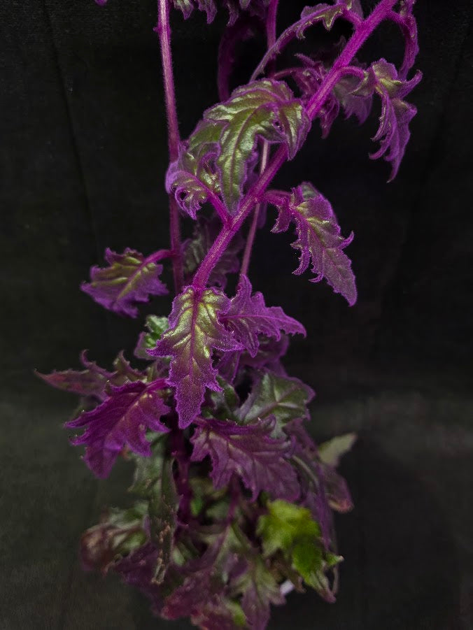 Purple Passion #04