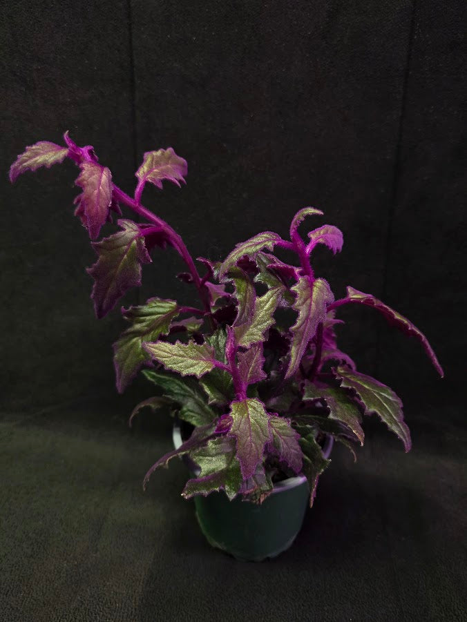 Purple Passion #05