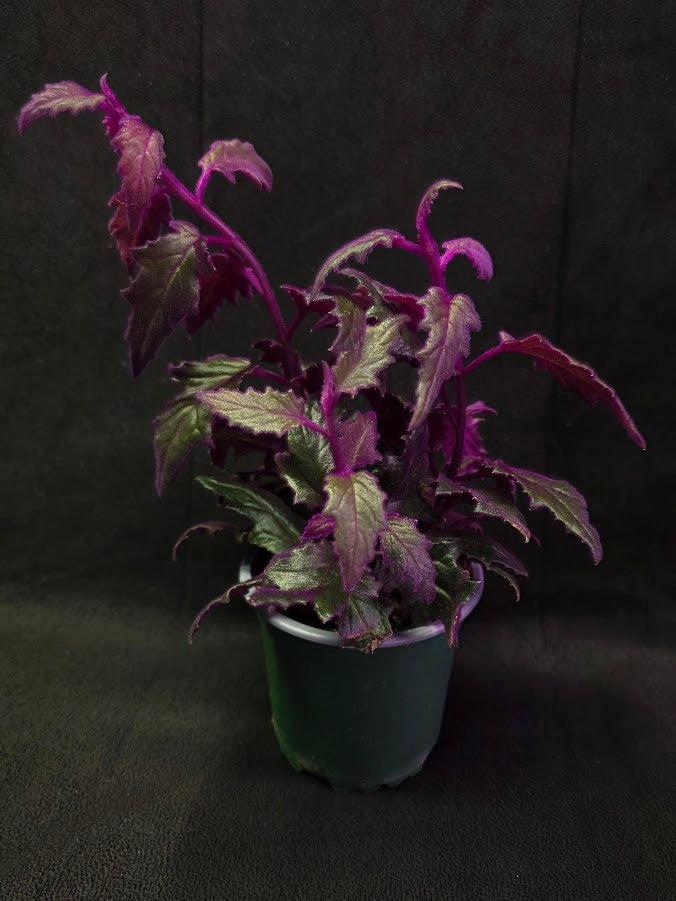 Purple Passion #05