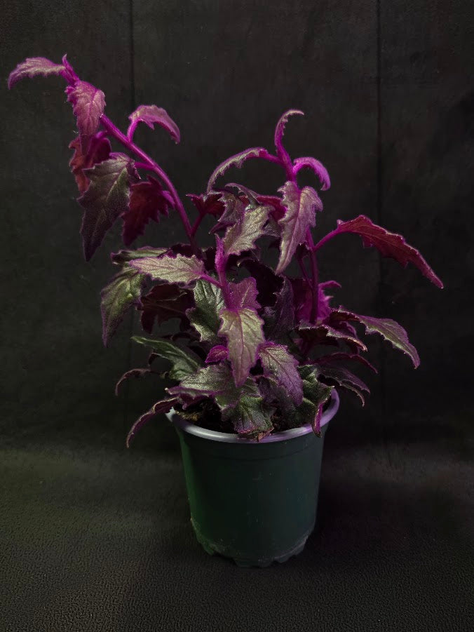 Purple Passion #05