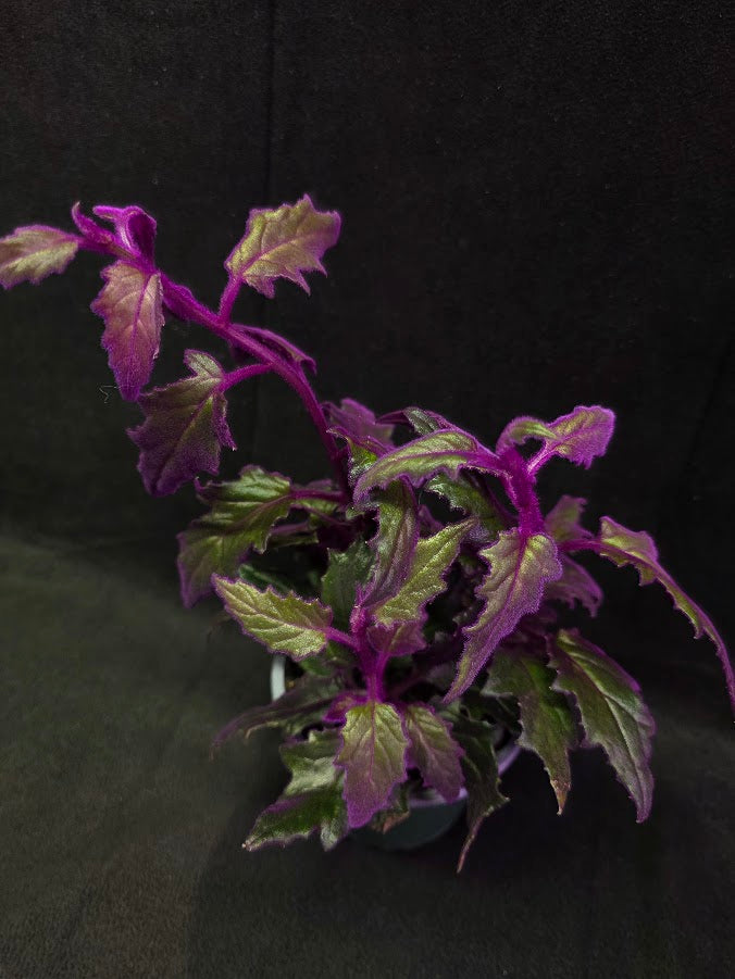 Purple Passion #05