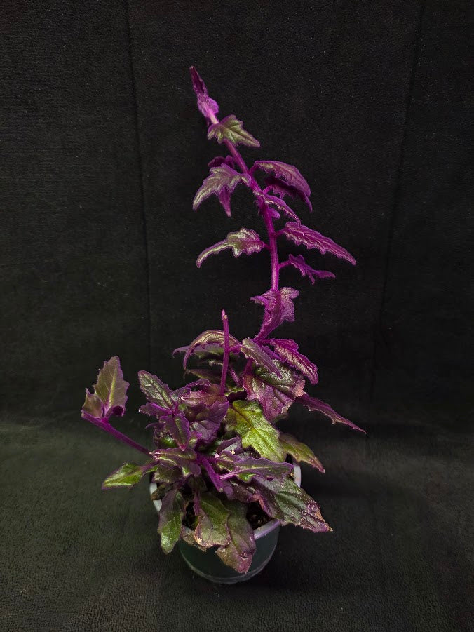Purple Passion #06