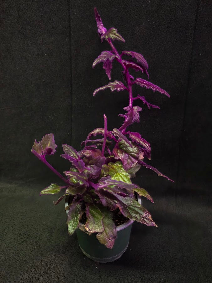 Purple Passion #06