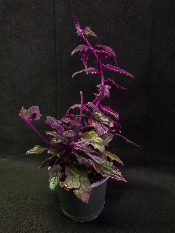 Purple Passion #06