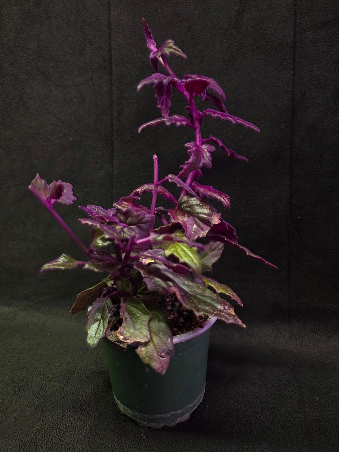 Purple Passion #06