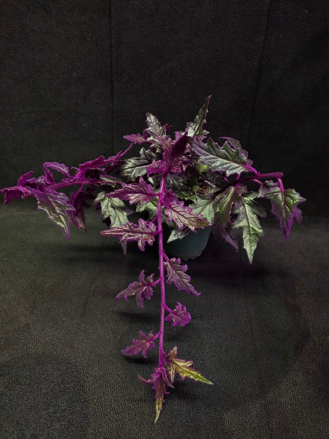 Purple Passion #07