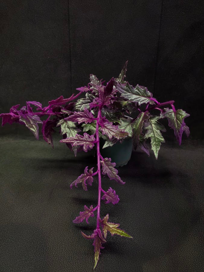 Purple Passion #07