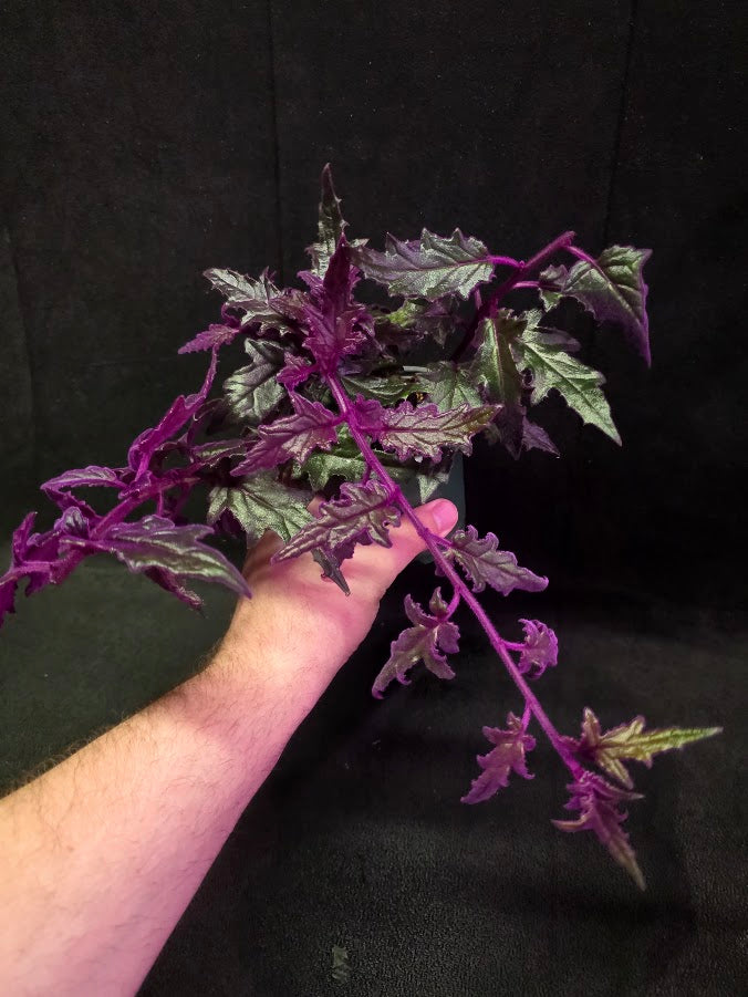 Purple Passion #07