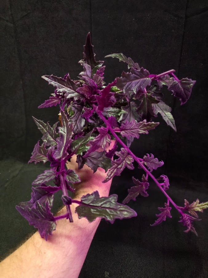 Purple Passion #07