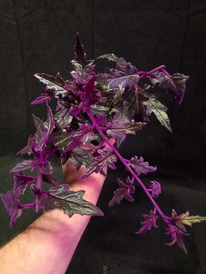Purple Passion #07
