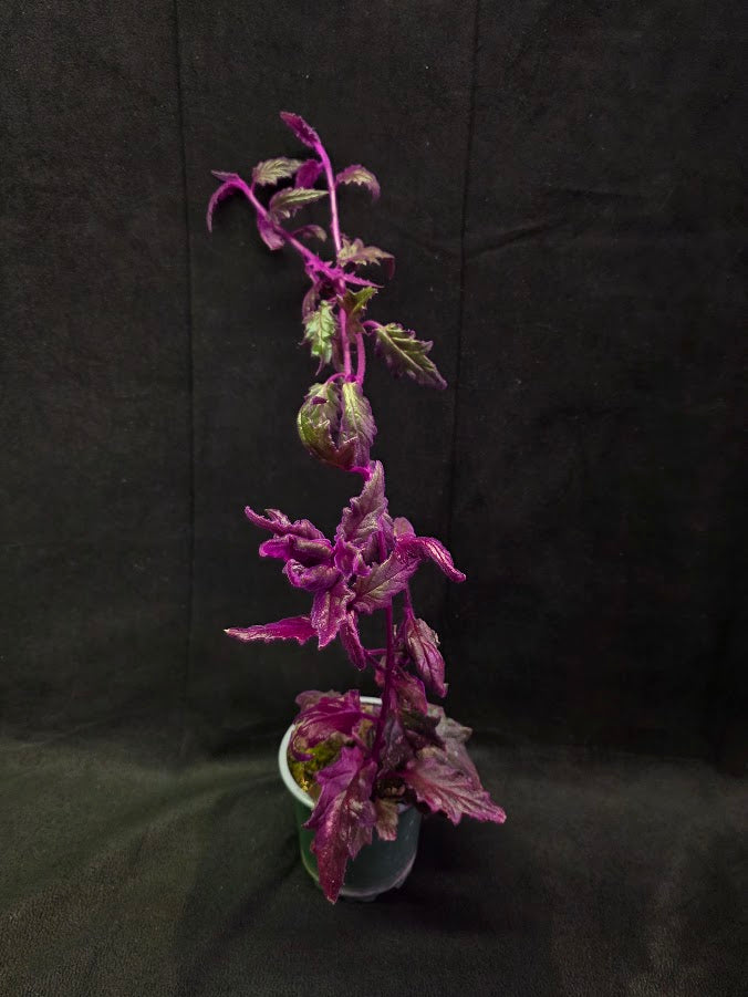 Purple Passion #08