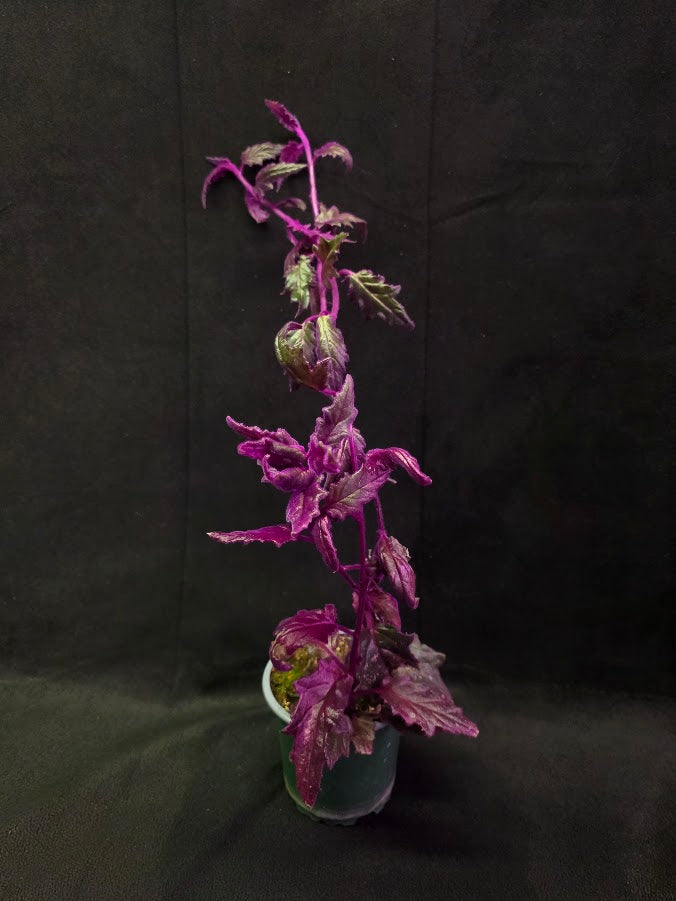 Purple Passion #08