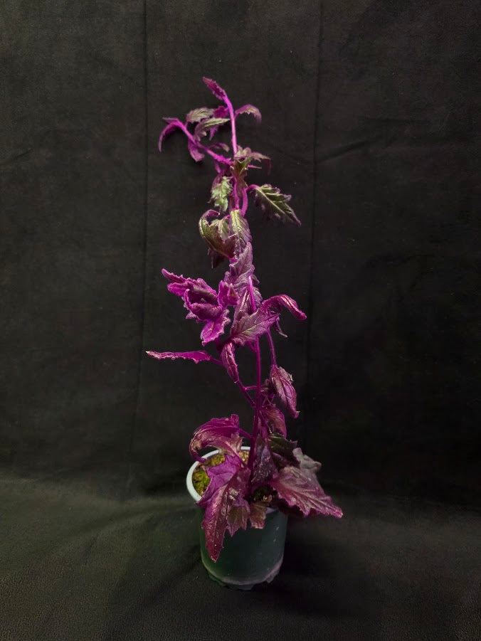Purple Passion #08